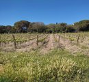 Vignoble de Maguelone